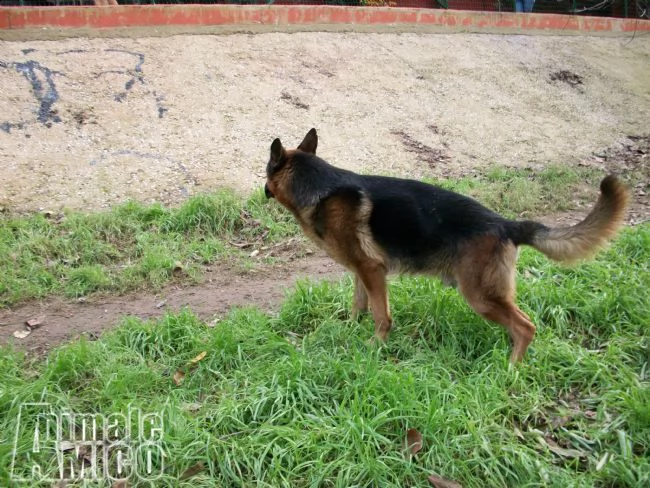 cuccioli e allevamento pastore tedesco in puglia | Foto 2