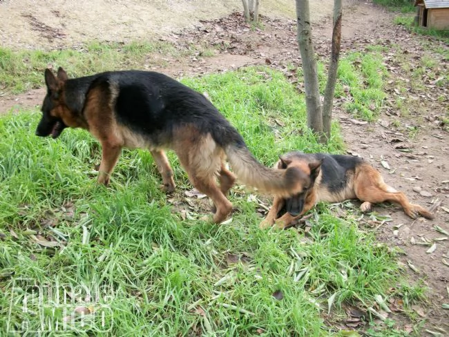 cuccioli e allevamento pastore tedesco in puglia | Foto 1