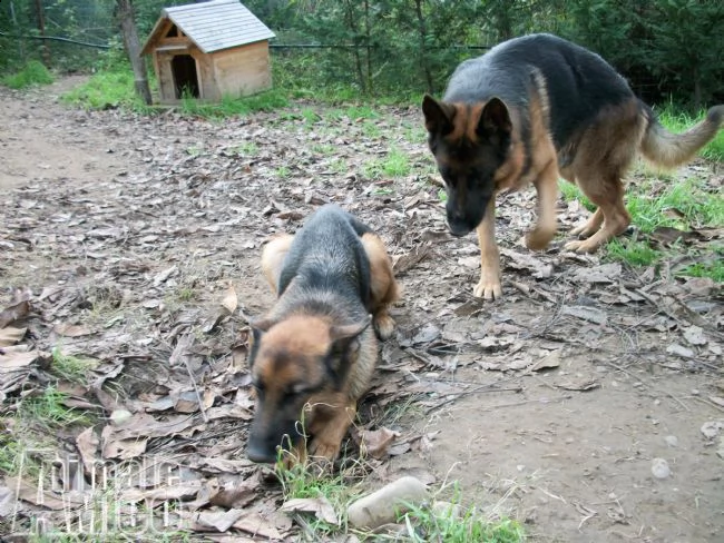 cuccioli di pastore tedesco allevamento villa selen in puglia e basilicata | Foto 1