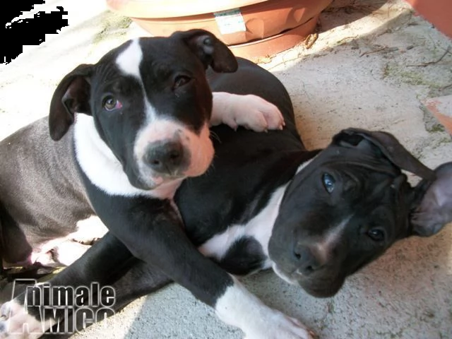 cuccioli di amstaff american staffordshire terrier in campania e basilicata | Foto 3