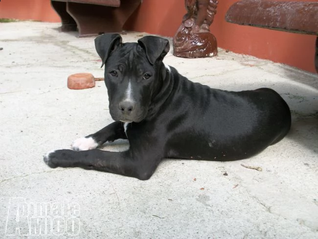 cuccioli di amstaff american staffordshire terrier in campania e basilicata