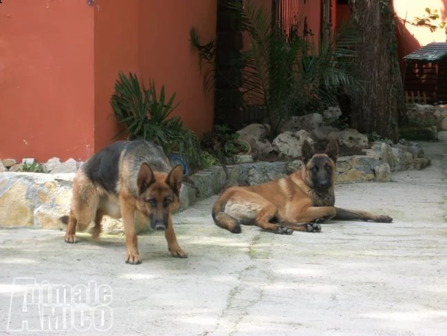 cuccioli e allevamento pastore belga malinois in basilicata e puglia | Foto 2