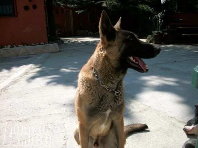 cuccioli e allevamento pastore belga malinois in basilicata e puglia | Foto 1