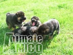 cuccioli di pastore tedesco barletta andria trani