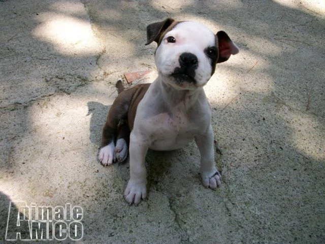 cuccioli di amstaff in provincia di foggia | Foto 3