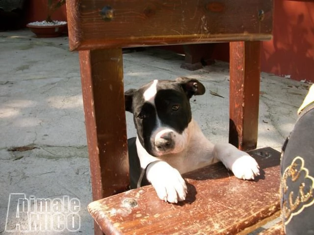 cuccioli di amstaff in provincia di foggia | Foto 2