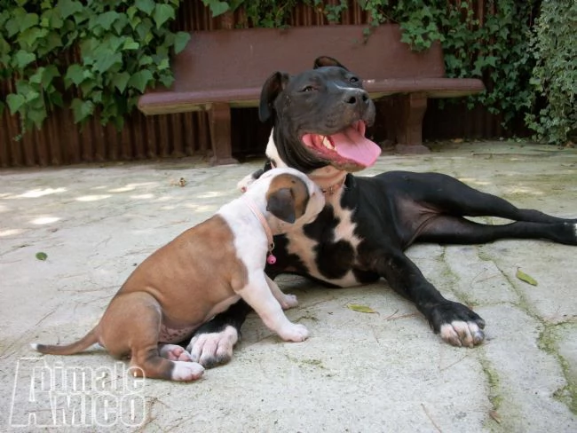 cuccioli di amstaff in provincia di foggia