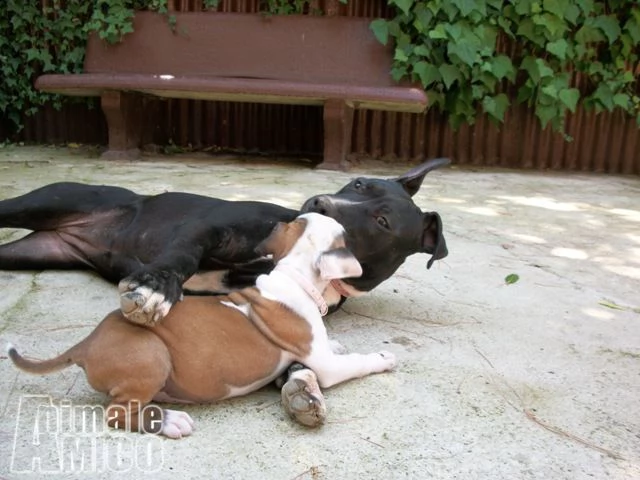 cuccioli di amstaff in provincia di foggia | Foto 1