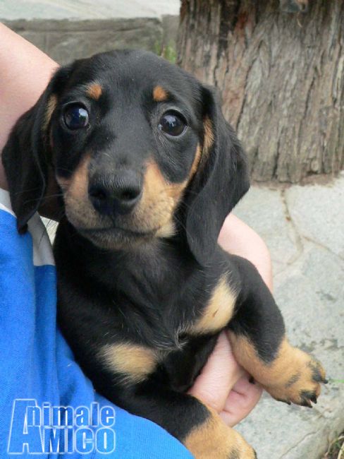 Vendita Cucciolo Bassotto Da Allevatore A Asti Cuccioli Bassotto