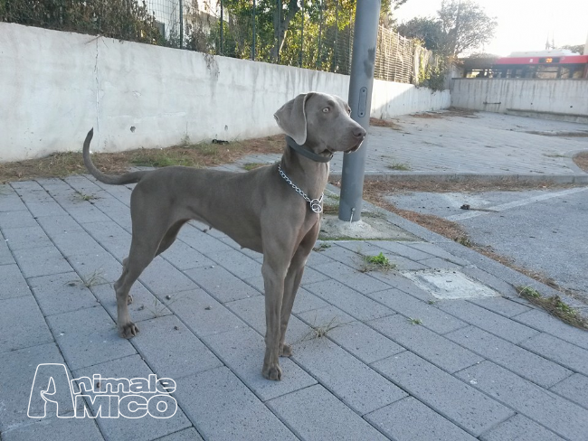 Vendita Cucciolo Weimaraner Da Allevatore A Salerno Cuccioli Di