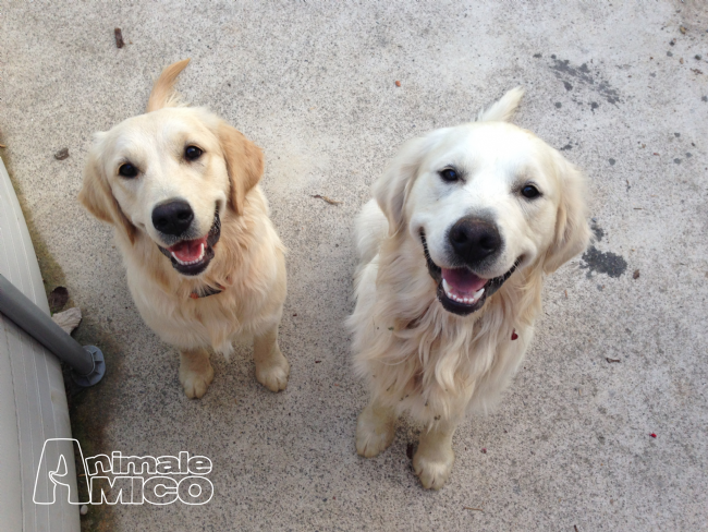 Vendita Cucciolo Golden Retriever Da Privato A Bergamo Prenotabili