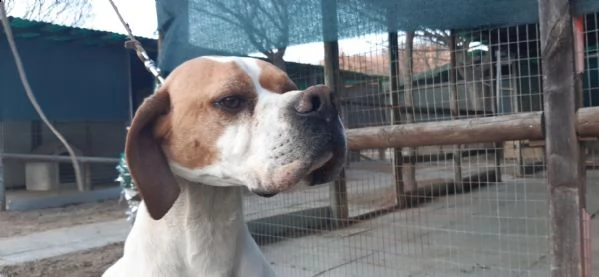 pointer inglese cucciolata  | Foto 6