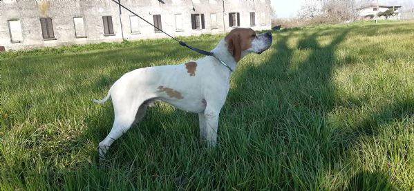 pointer inglese cucciolata  | Foto 5