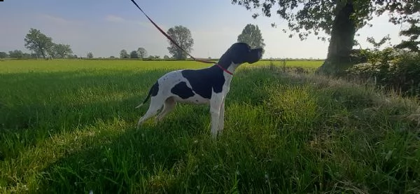 pointer inglese cucciolata  | Foto 4