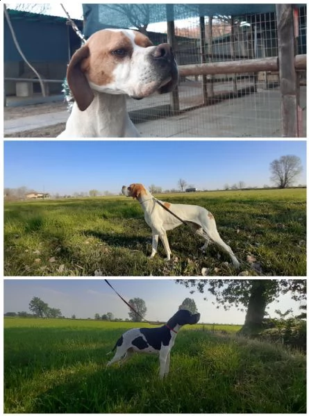 pointer inglese cucciolata  | Foto 3