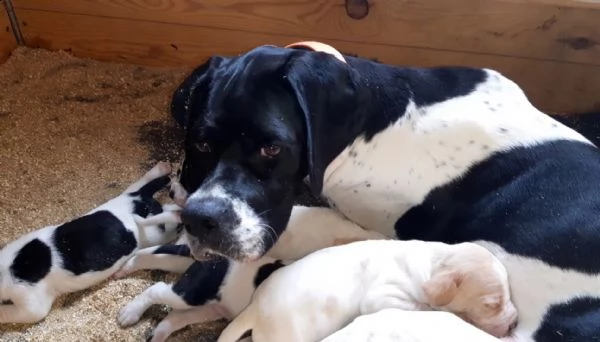 pointer inglese cucciolata 