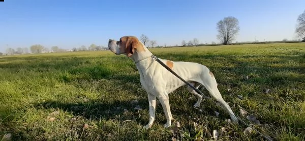 pointer inglese cucciolata  | Foto 1