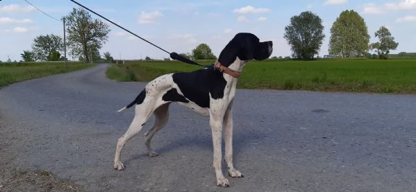 pointer inglese cucciolata  | Foto 0