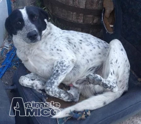 dolce tito cerca casa in tutta italia