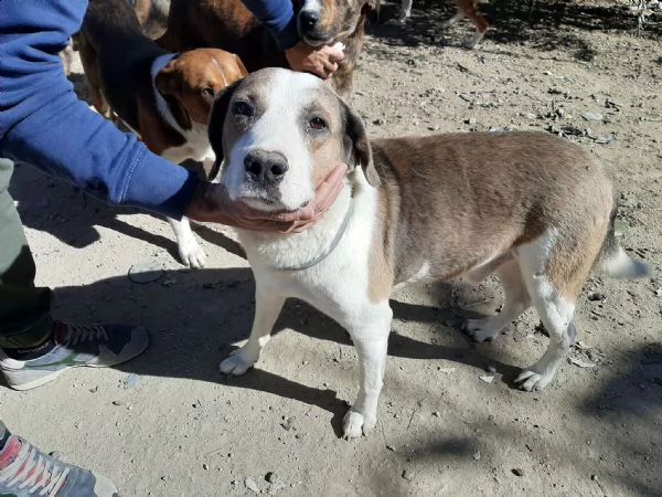 dolci cagnolini in regalo in tutta italia | Foto 4