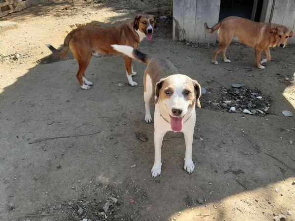 dolci cagnolini in regalo in tutta italia | Foto 3