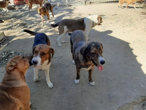 dolci cagnolini in regalo in tutta italia | Foto 2