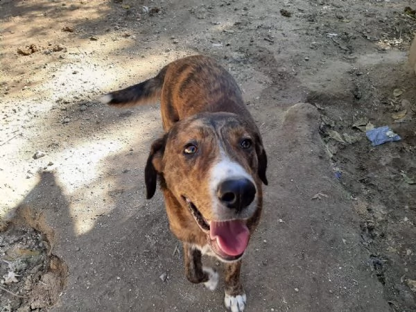 dolci cagnolini in regalo in tutta italia