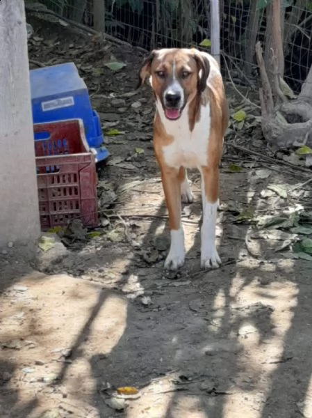 dolci cagnolini in regalo in tutta italia | Foto 0