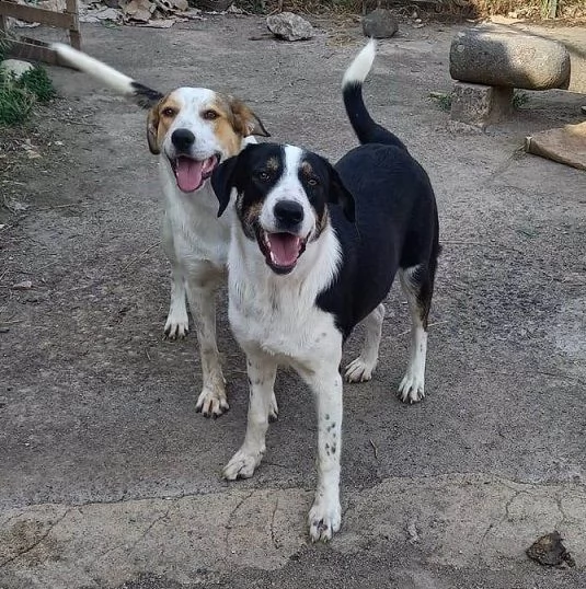 dolci cagnoline in regalo in tutta italia | Foto 1