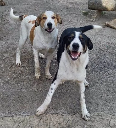 dolci cagnoline in regalo in tutta italia | Foto 0