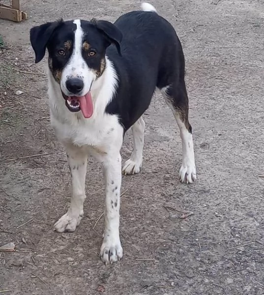 dolci cagnoline in regalo in tutta italia