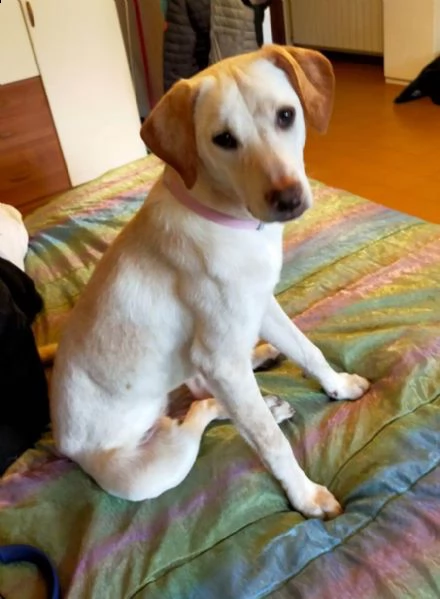 bella cagnolina mia in regalo | Foto 1