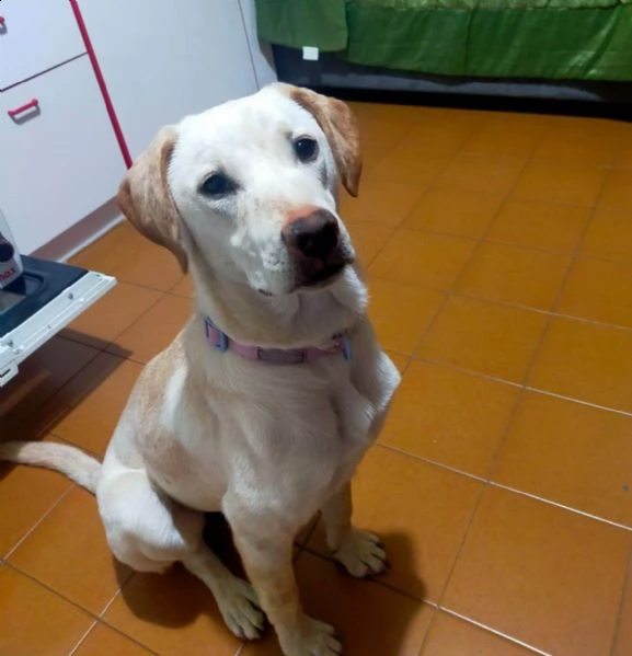 bella cagnolina mia in regalo | Foto 0