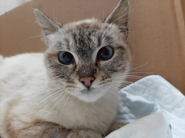 dolce gattina in regalo