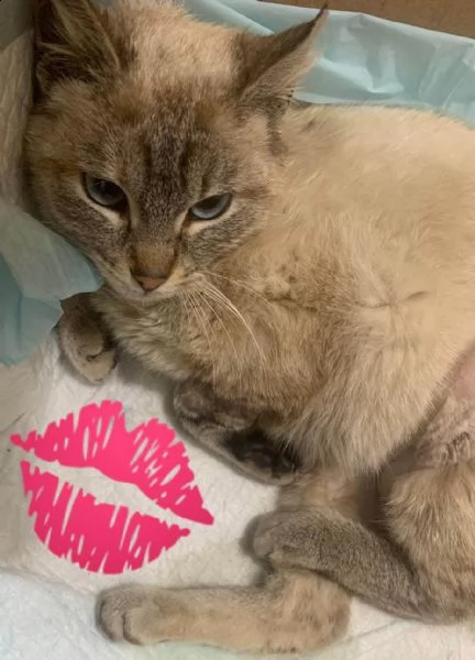 dolce gattina in regalo | Foto 1