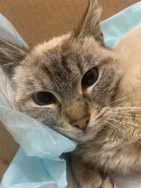 dolce gattina in regalo | Foto 0