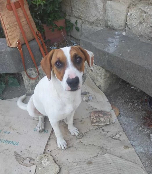 dolce cagnolino macchia in regalo in tutta italia | Foto 2