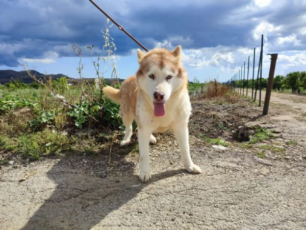  malamute in REGALO | Foto 3