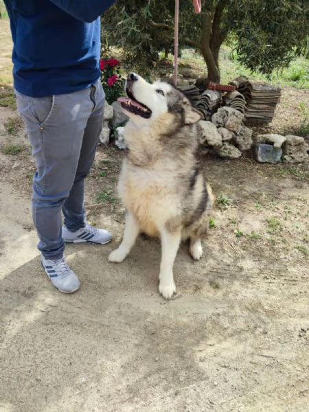  malamute in REGALO | Foto 2