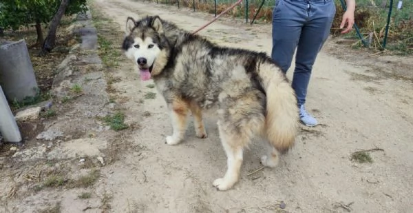  malamute in REGALO