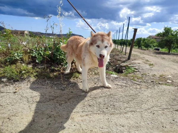  malamute in REGALO | Foto 1