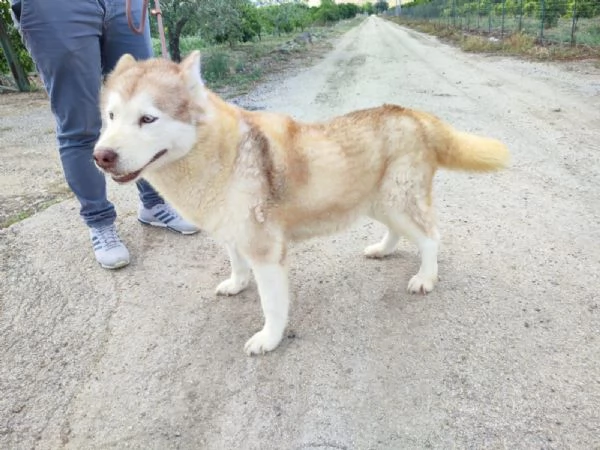  malamute in REGALO | Foto 0