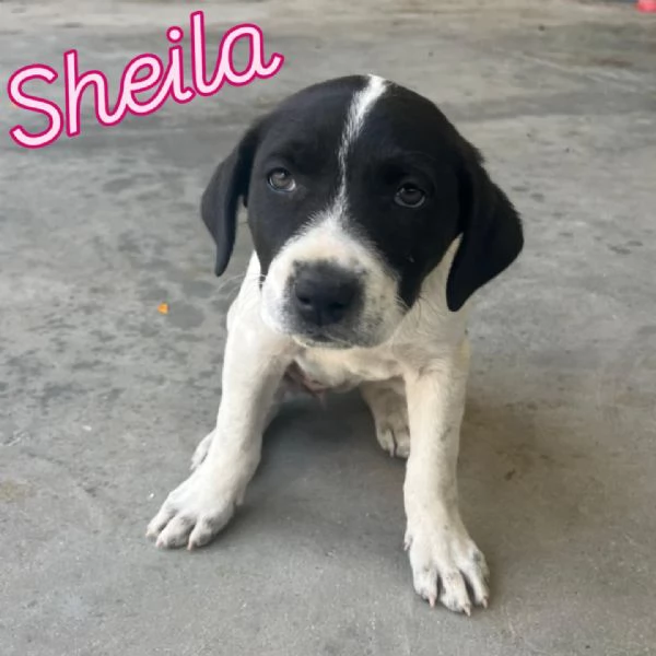 CUCCIOLE Tati Sheila e Kelly | Foto 4