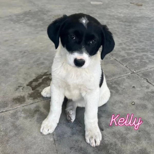 CUCCIOLE Tati Sheila e Kelly | Foto 1