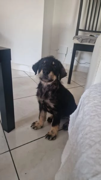 DOLCE CUCCIOLO TOBIA | Foto 2