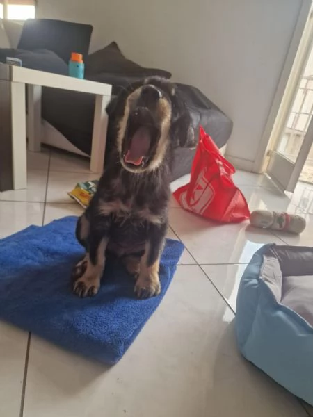 DOLCE CUCCIOLO TOBIA | Foto 1