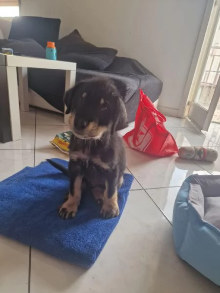 DOLCE CUCCIOLO TOBIA