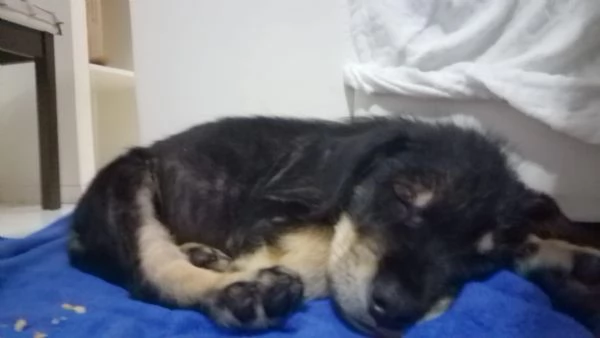 DOLCE CUCCIOLO TOBIA | Foto 0