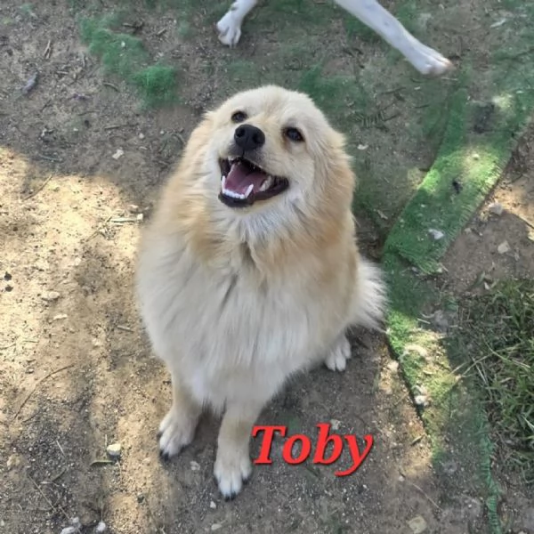 TOBY TAGLIA PICCOLA IN REGALO | Foto 1