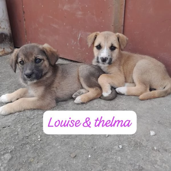 CUCCIOLE Thelma e Louise IN REGALO